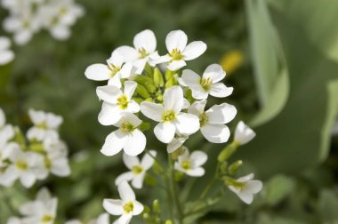 Arabis caucasica süs erken bahar bahçe beyaz çiçekli çiçekler, dağ taş cress çiçek