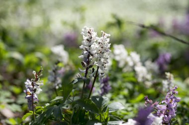Corydalis kava erken bahar vahşi orman çiçekleri yeşil yaprakları ile bloom, zemin güzel çiçekli Beyaz küçük tesislerinde
