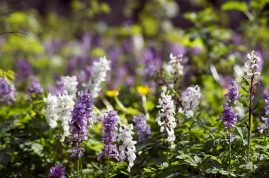 Corydalis cava ilkbaharın başlarında vahşi orman çiçekleri, beyaz menekşe mor çiçekler yeşil yapraklı güzel küçük bitkiler