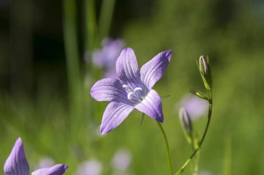 Bellflower çiçek çayır üzerinde yayılan Campanula patula tek