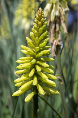 Kniphofia citrina çiçek çiçekler şaşırtıcı