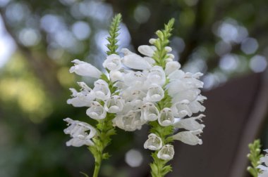 Physostegia virginiana alba, çiçek, süs çiçekleri beyaz küçük çiçekler