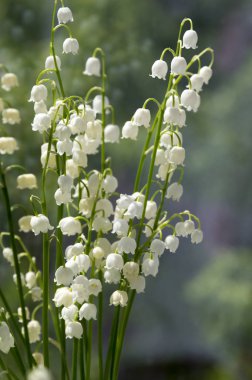 Convallaria majalis toksik güzel orman süs çiçek çiçek yaprakları ile