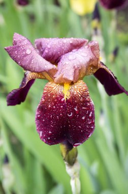 Sakallı Iris çiçeği, çiçek Iris germanica