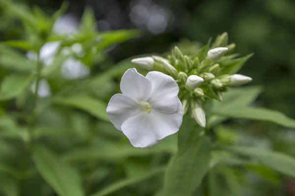 Phlox Paniculata Hermosa Planta Con Flores Flores Blancas Flor Brotes — Foto de Stock