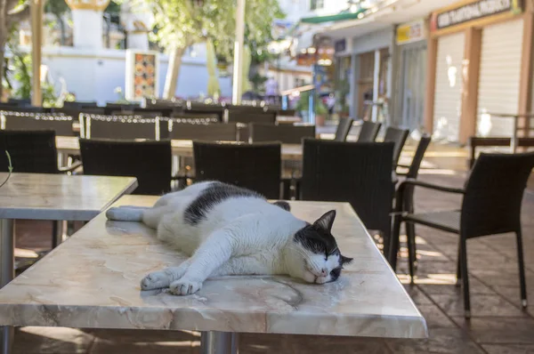 Czarno Białe Rhodes Kot Leżący Bardzo Ciężko Spanie Wcześnie Rano — Zdjęcie stockowe