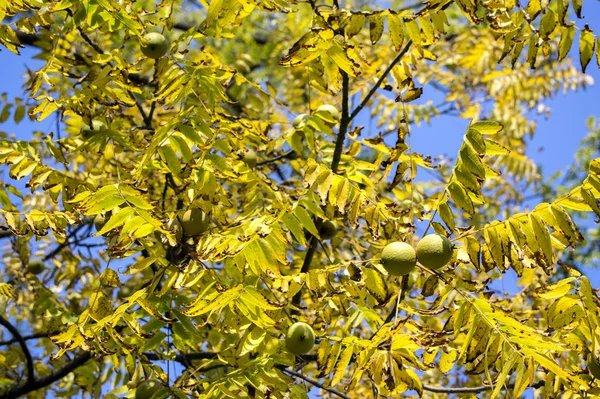 クロクルミ緑枝に熟していないナッツ — ストック写真