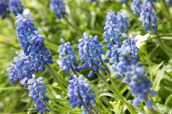 Muscari Armeniacum Blue Spring Bubous Flowers Bloom — Stock Photo, Image