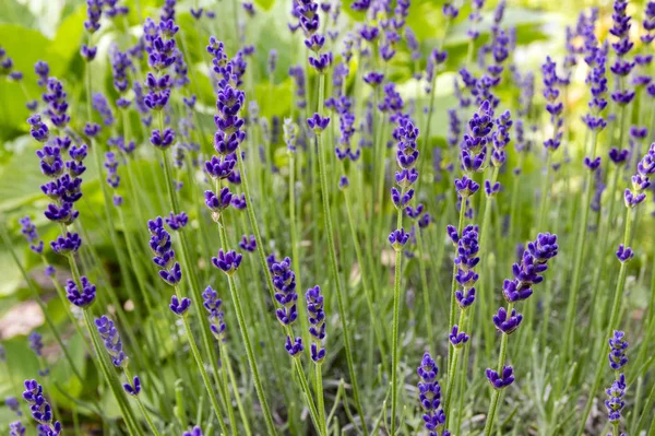 Lavandula Angustifolia Cacho Flores Flor — Fotografia de Stock