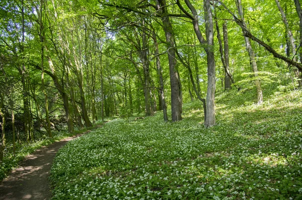 Nemosicka Unde Avenbok Skog Intressant Magiska Natur Plats Full Blommande — Stockfoto