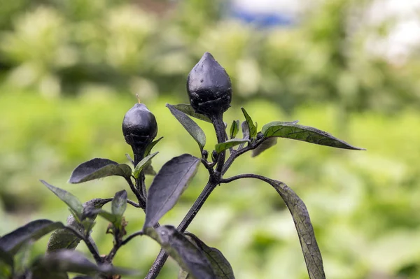 Black Olive Ornamental Capsicum Annuum Fruit Dark Leaves Black Red — Stock Photo, Image