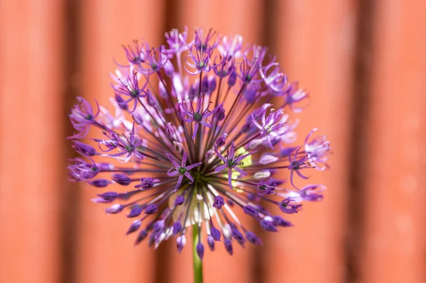 Allium Hollandicum Group Purple Persian Ornamental Onion Flowers Bloom Red — Stock Photo, Image