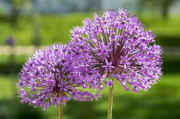 Allium Hollandicum Grupa Fioletowych Perskich Kwiatów Cebuli Ozdobnych Rozkwicie — Zdjęcie stockowe