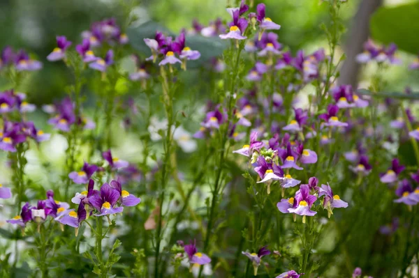 Nemesia 盆栽花开花 紫紫色与黄中心 — 图库照片