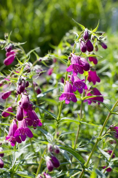 Penstemon Mexicali Cultivar Rojo Rocas Flores Púrpura Campana Ornamental Floración — Foto de Stock