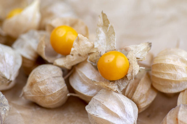 Physalis peruviana edible tasty physalis orange yellow fruits in dry husks on creased paper in daylight