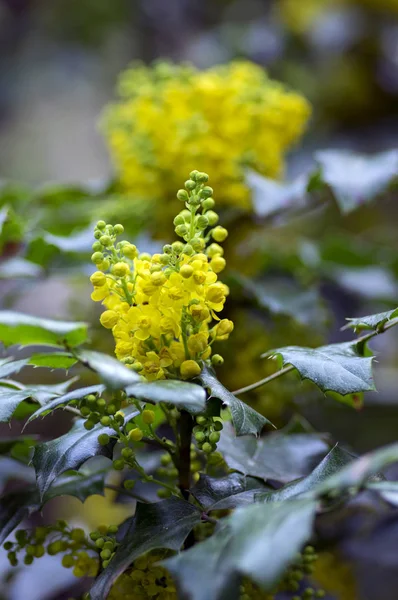 Mahonia Aquifolium Arbusto Com Flor Amarela Floração Arbusto Espinhoso Primavera — Fotografia de Stock