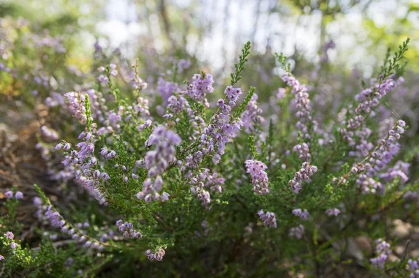 Calluna Vulgaris Små Flerårige Kratt Blomst Full Små Blomster – stockfoto