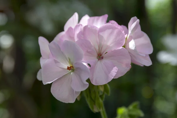 Pelargonium Zonale Цветении Светло Бледно Розовые Белые Цветки — стоковое фото