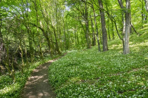 Nemosicka Stran Hornbeam Floresta Interessante Lugar Mágico Natureza Cheia Alho — Fotografia de Stock