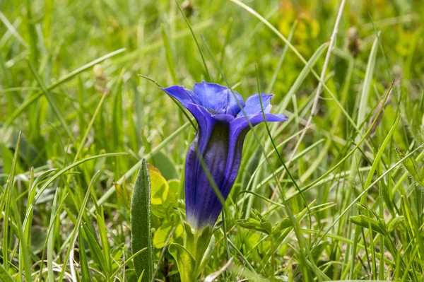 Gentiana Acaulis Flor Silvestre Flor Montañas Italianas — Foto de Stock