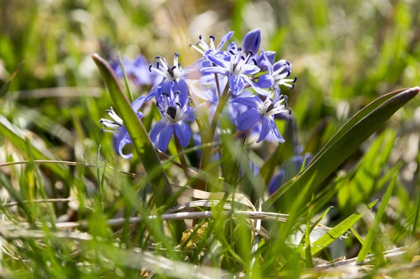 Scilla Bifolia Flores Azules Flor Flor Bulbosa Dos Hojas — Foto de Stock