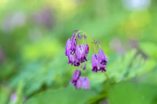Dicentra Eximia Beautiful Springtime Flowers Bloom Ornamental Pink Purple Flowering — Stock Photo, Image