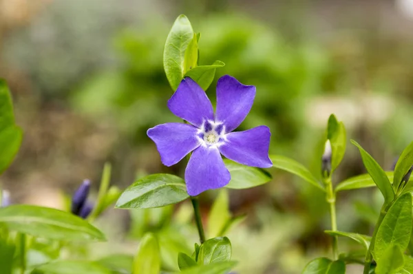 Vinca Minor Lesser Periwinkle Blomma Gemensamma Periwinkle Blom Prydnads Krypande — Stockfoto