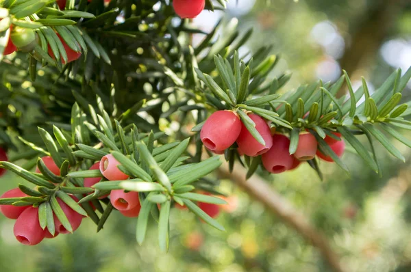 Taxus Baccata European Yew Conifer Shrub Poisonous Bitter Red Ripened — Stock Photo, Image