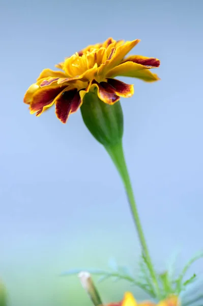 Tagetes Patula Fransızca Marigold Çiçek Turuncu Sarı Kırmızı Çiçek Açık — Stok fotoğraf