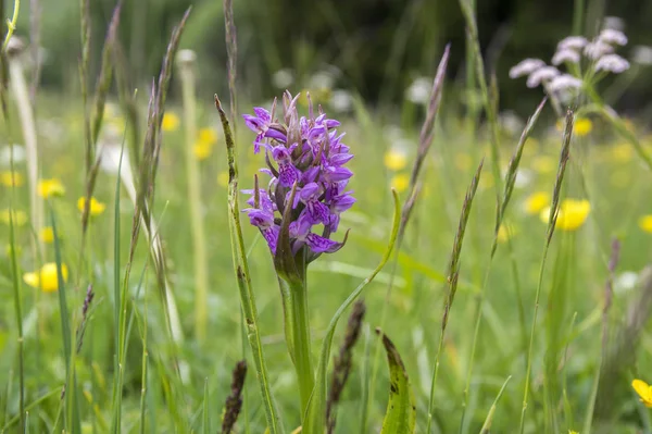 Dactylorhiza Incarnata Blom Italienska Alpina Orchid — Stockfoto