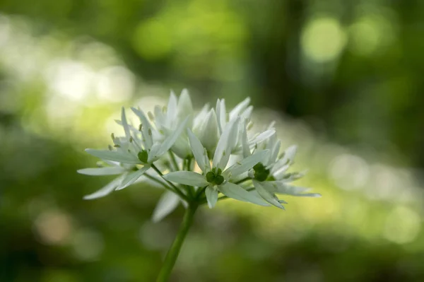 Allium Ursinum Björnens Vitlök Blom Solljus — Stockfoto