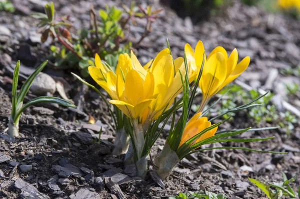 Mazzo Crocus Vernus Fiore Fiori Gialli — Foto Stock