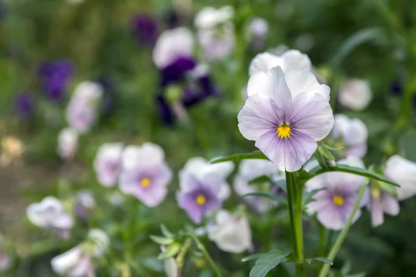 Viola Wittrockiana Garten Stiefmütterchen Voller Blüte Helle Farben — Stockfoto