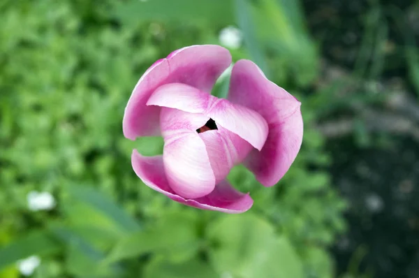 Çiçek Bahçesinde Bir Ortak Güzel Bahar Pembe Lale — Stok fotoğraf