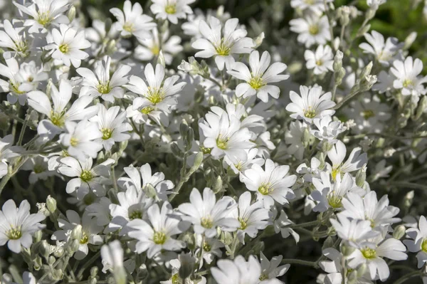 Yazın Kar Yağması Çiçek Açmış Serastiyum Tomentosum Arka Planda Beyaz — Stok fotoğraf