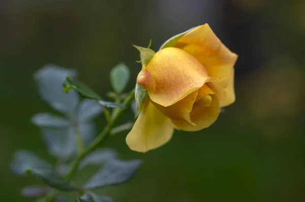 Pale Yellow Orange Rose Garden Bloom Beautiful Flowering Plant Bowed — Stock Photo, Image