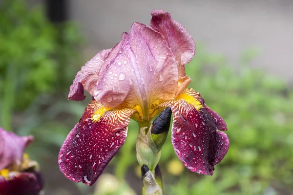 Sakallı Iris çiçeği, Iris germanica Bloom ile yağmur damlaları
