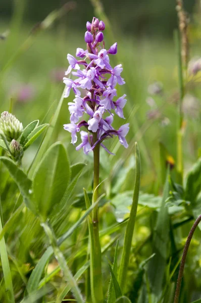 Gymnadenia Conopsea Flor Césped — Foto de Stock