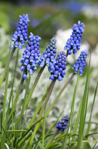 Muscari armeniacum, mavi bahar çiçek bubous çiçek