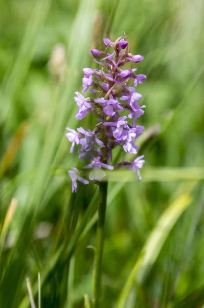 Gymnadenia Conopsea Flower Lawn — Stock Photo, Image