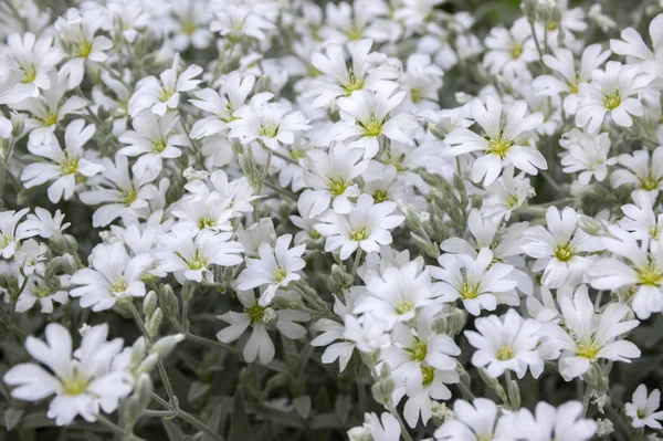 Snow Summer Cerastium Tomentosum Bloom White Flowers Background Royalty Free Stock Photos