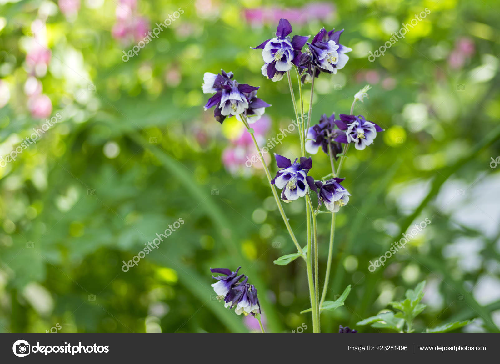 Violeta blanca fotos de stock, imágenes de Violeta blanca sin royalties | Depositphotos Violeta blanca fotos de stock, imágenes de Violeta blanca sin royalties | Depositphotos