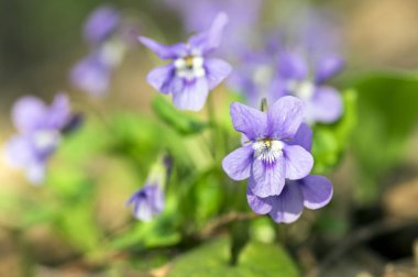 Viola odorata bloom, menekşe mor çiçekli bitki bahar çayır üzerinde vahşi küçük çiçek