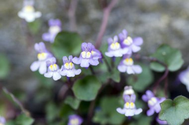 Cymbalaria muralis küçük knapweed çiçek, aslanağızları hafif mor mor çiçekli bitki yeşil yaprakları ile kapatmak makro görünümü