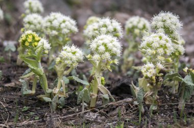 Petasites albus Bahar Orman bitki, küçük beyaz çiçekler grubuyla çiçeklenme rhizomatous bitki