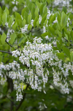 Cladrastis kentukea bloom, beyaz çiçekli ağaç süs çiçek, süs şubeleri