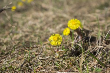 Tussilago farfara tıbbi yere çiçekli bitki, Grup üzerinde güneş ışığı altında Grup bitkilerin köklerini sarı sağlıklı çiçek