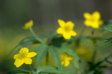 Anemon ranunculoides sarı çiçekler açan, yabani bitki bahar
