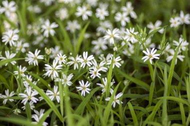 Stellaria holostea büyük stitchwort çok yıllık çiçekler açan, grup gün ışığında yeşil zemin üzerine beyaz çiçek